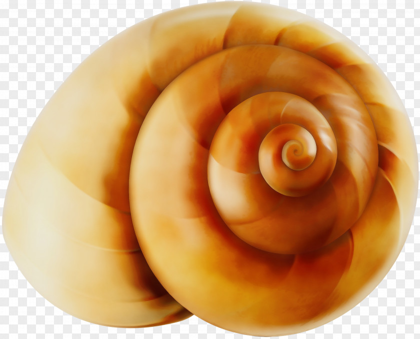 Baked Goods Conch Sea Snail Food Spiral Dish Cuisine PNG