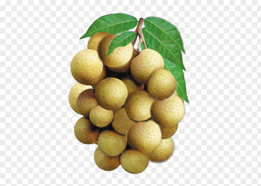 Longan Fruit English Vegetable Vocabulary PNG