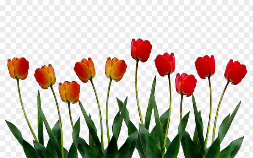 Clip Art Tulip Image Openclipart PNG