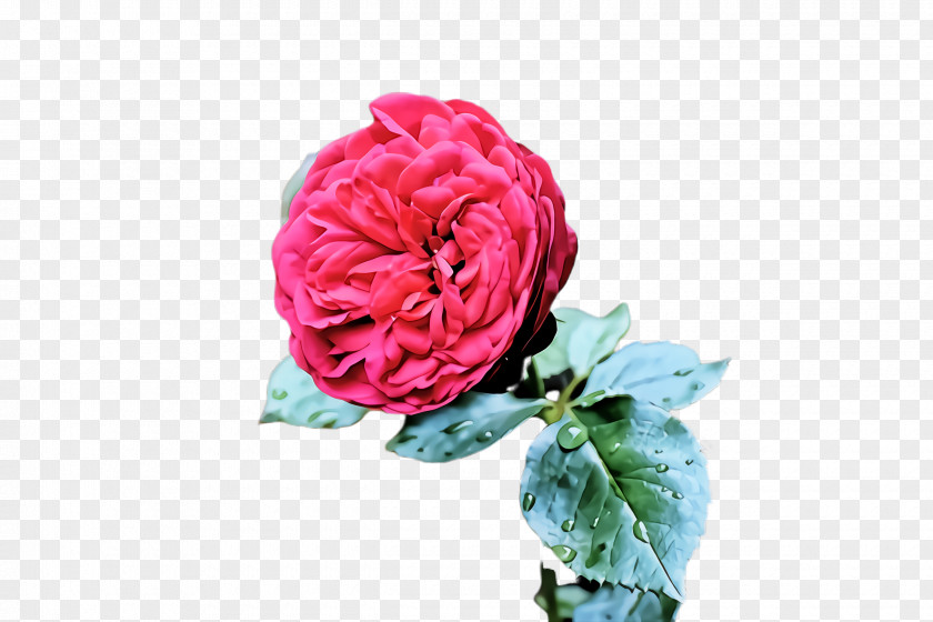 Floribunda Rose Family Garden Roses PNG