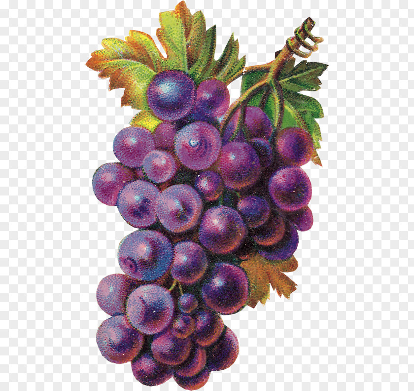 Grape Eucharist Clip Art PNG