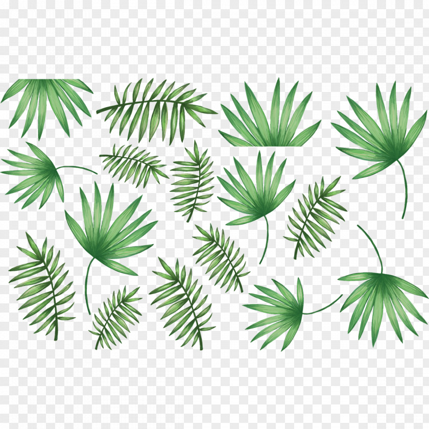 Leaf Arecaceae Palm Branch Sticker Wall Decal PNG