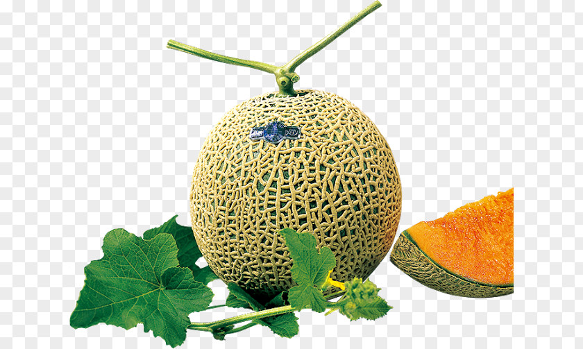 Watermelon Plant Honeydew Cantaloupe Galia Melon Brix PNG