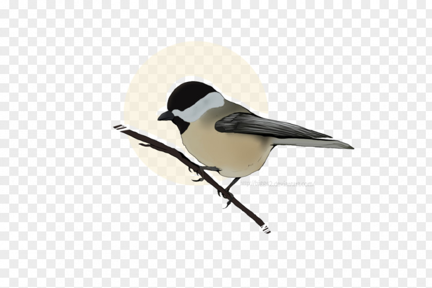 Feather Chickadee Beak PNG