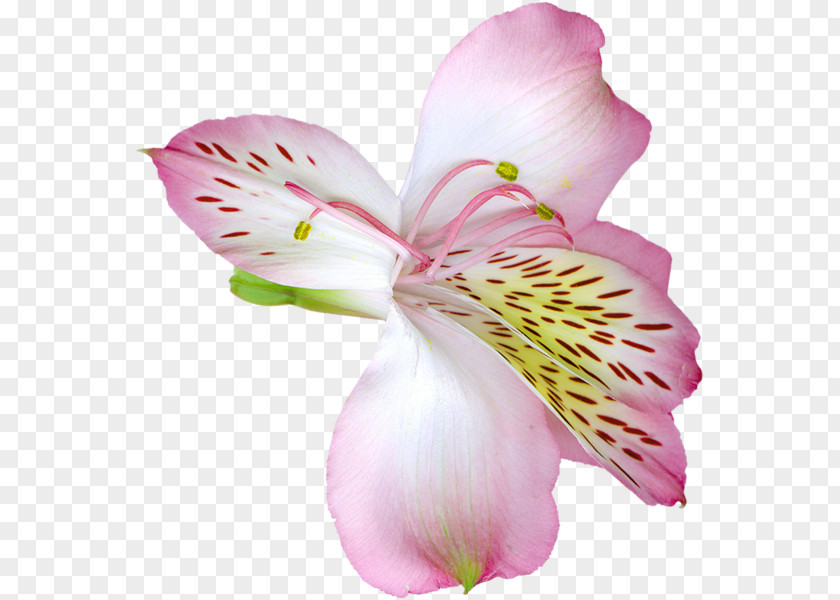 Flower Arum-lily Madonna Lily 'Stargazer' Clip Art PNG