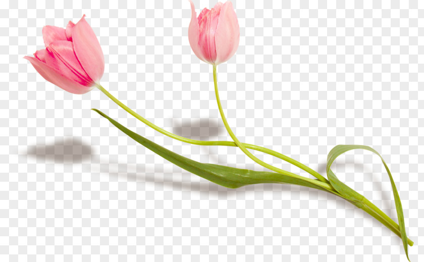 Flower Lady Tulip Petal Plant Stem PNG