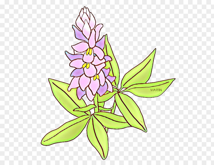 Flower Plant Leaf Herbaceous Wildflower PNG