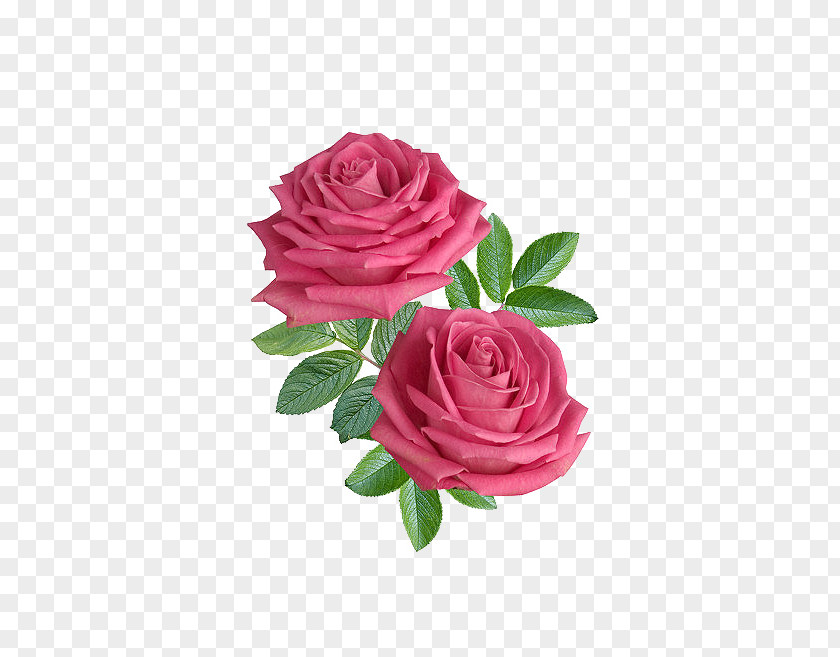 HD Flowers Flower Rose Stock.xchng Clip Art PNG