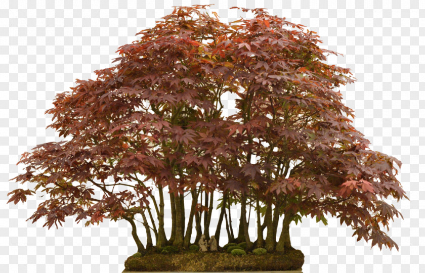 National Bonsai Foundation Maple Tree PNG