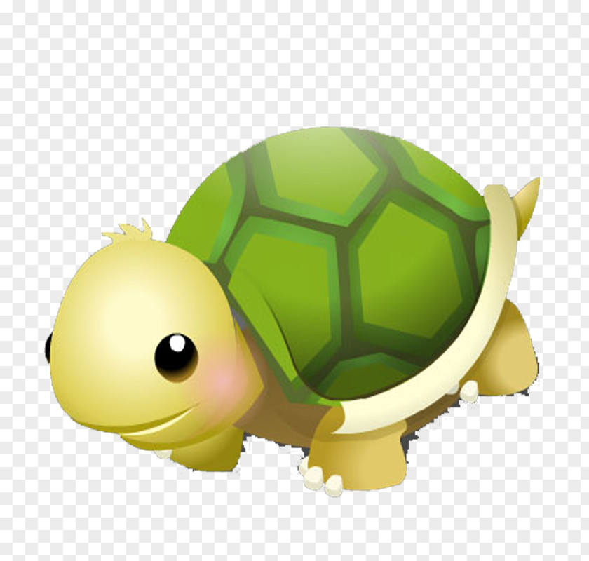 Cartoon Turtle Tortoise Drawing PNG