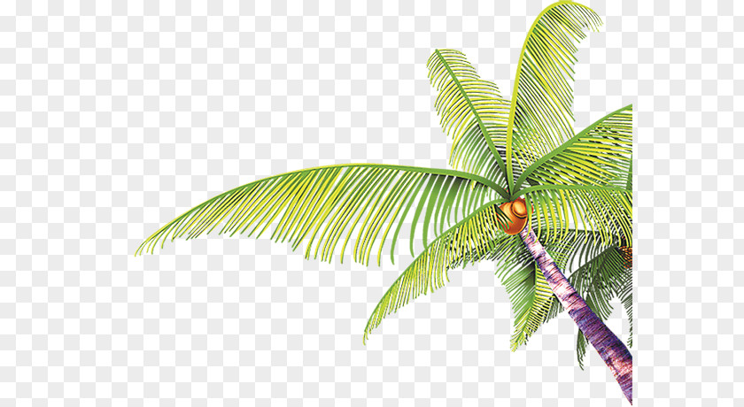 Coconut Tree Photography Arecaceae PNG