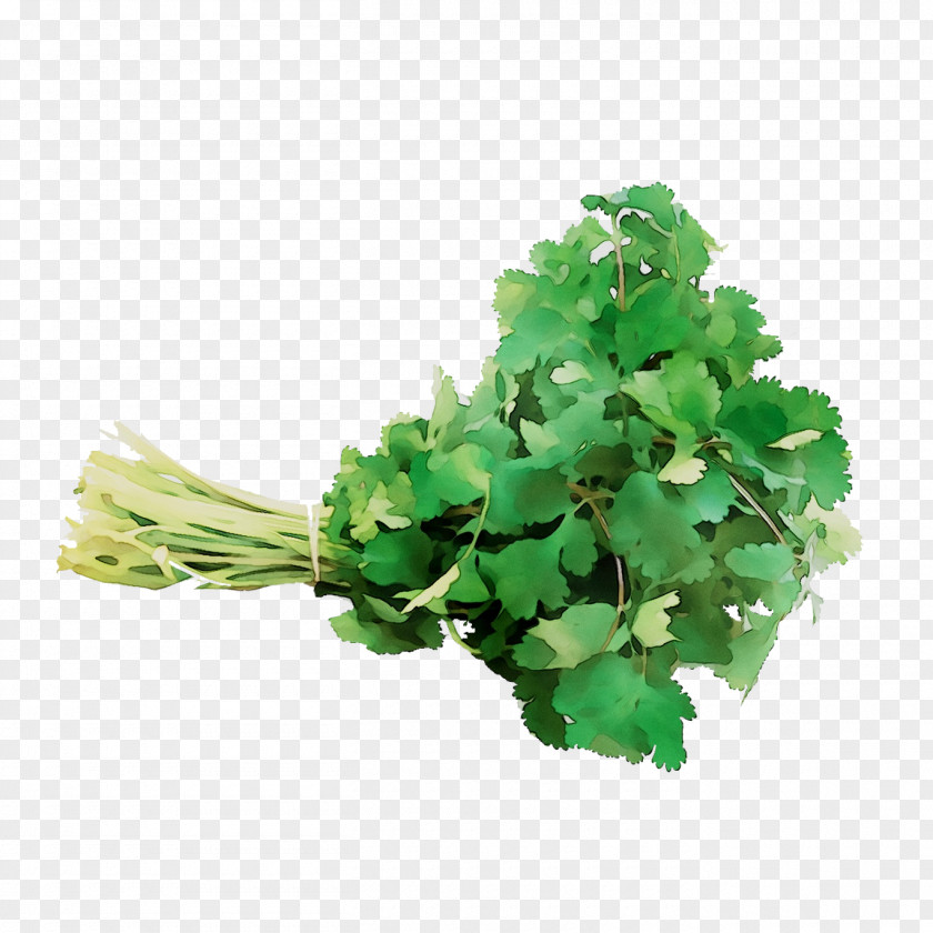 Herb Annual Plant Plants PNG