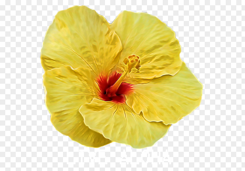 Hibiscus Shoeblackplant Flower Mallows Seed PNG