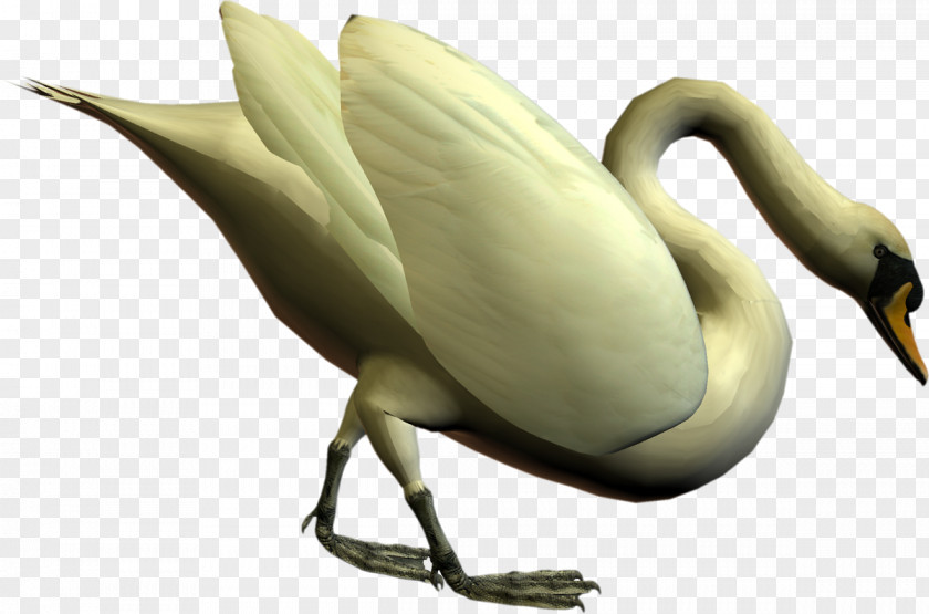 Swan Cygnini Bird Duck Goose Anatidae PNG