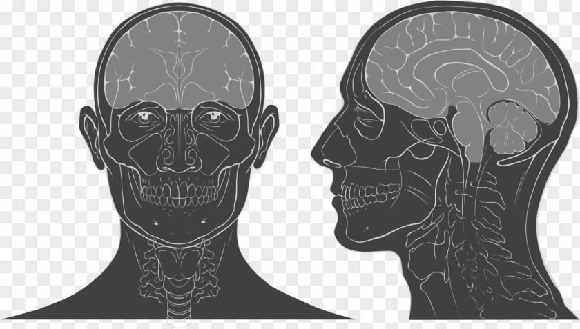 Anatomy Head And Neck Skull Human Brain PNG