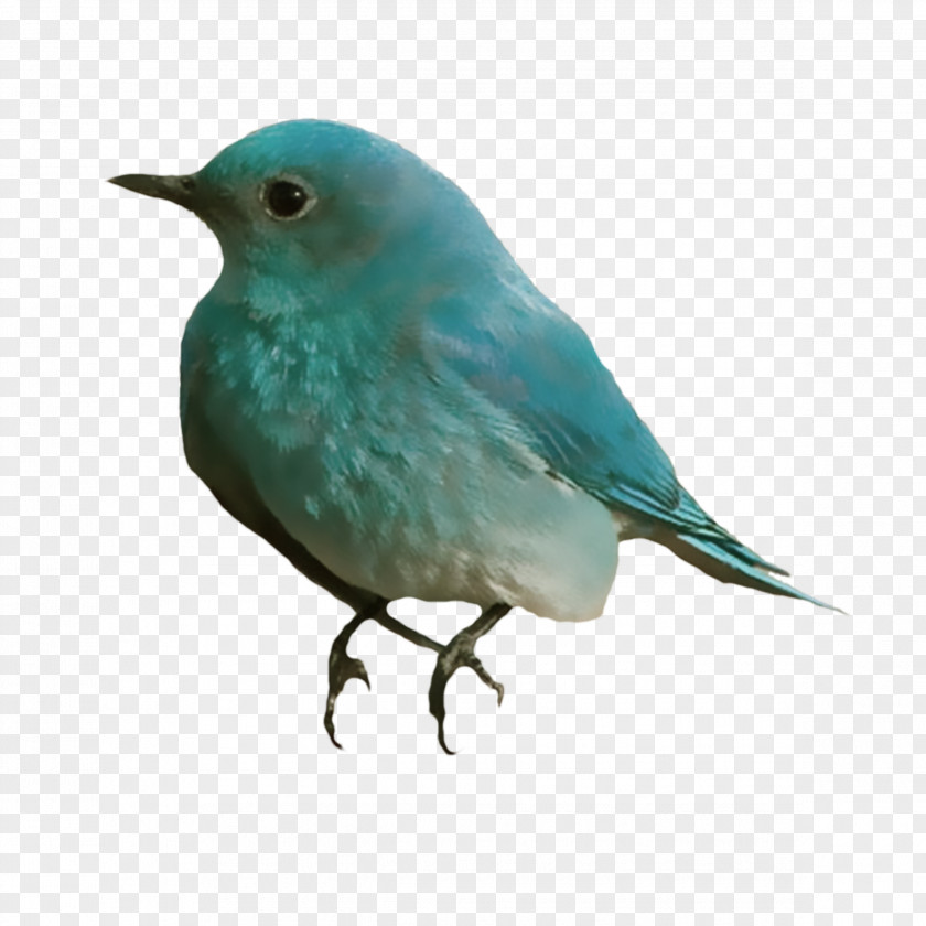 Bird PNG clipart PNG