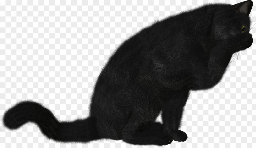 Black Cat Photography Clip Art PNG