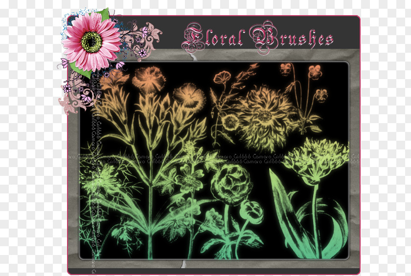 Design Floral Flowering Plant Herb PNG
