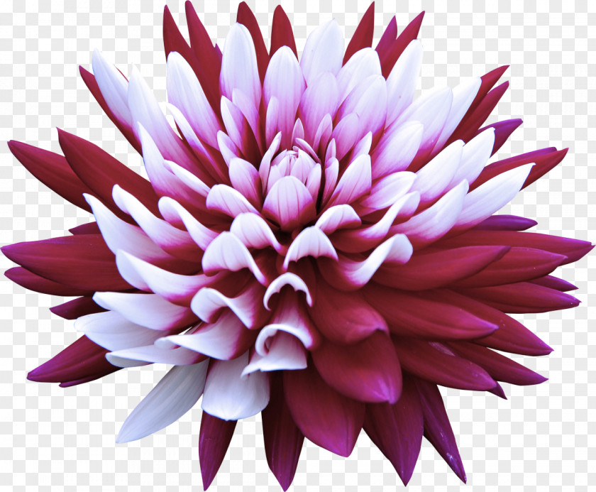 Herbaceous Plant Magenta Flower Pink Petal Dahlia PNG