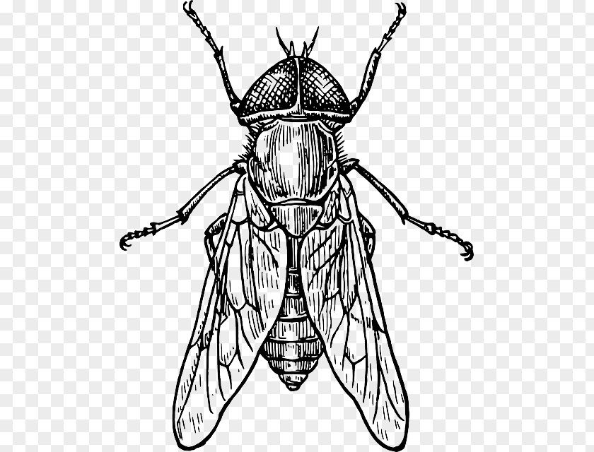 Insect Beetle How To Draw Insects Drawing Wing PNG