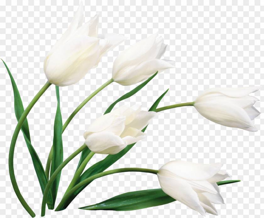 Kwiaty Flower Bouquet Desktop Wallpaper Cut Flowers White PNG