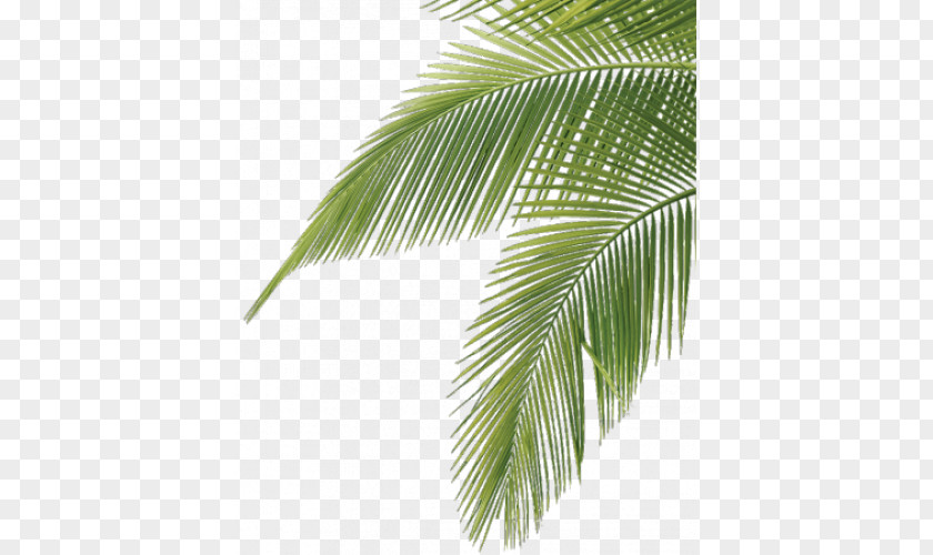 Leaf Arecaceae Frond Palm Branch Tree PNG
