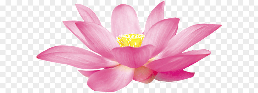 Lotus Flowers PNG flowers clipart PNG