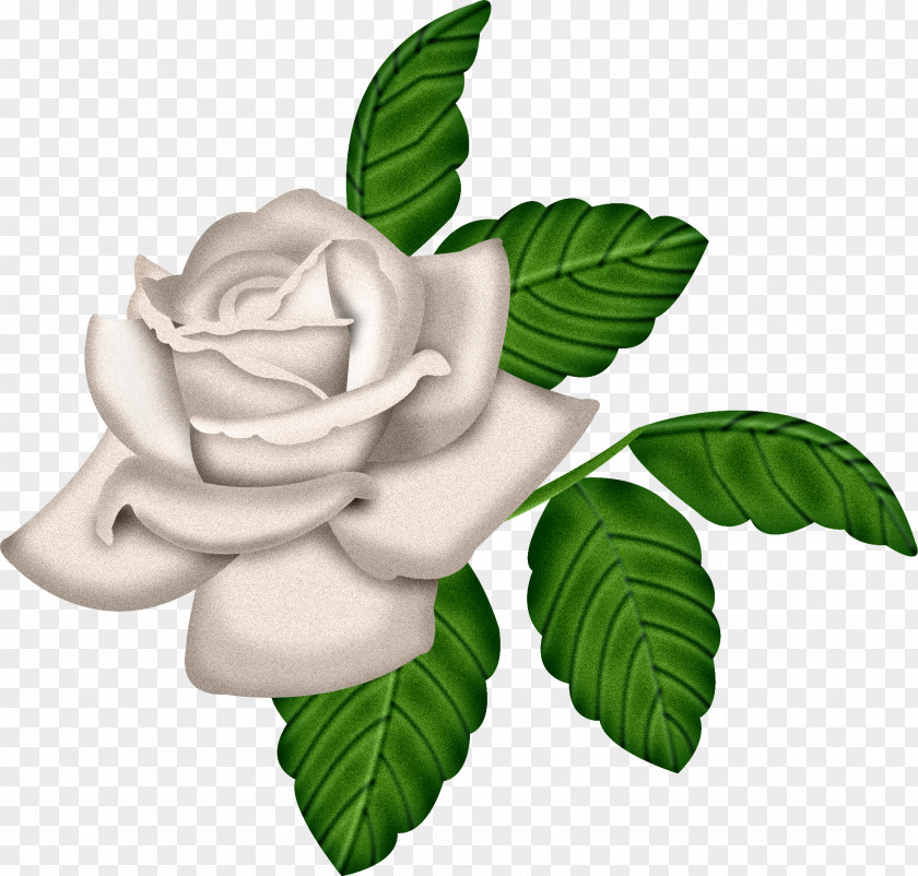 White Rose Garden Roses Cabbage Clip Art PNG
