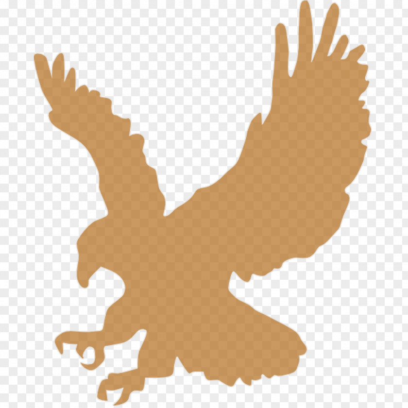 Golden Eagle Bald Clip Art PNG