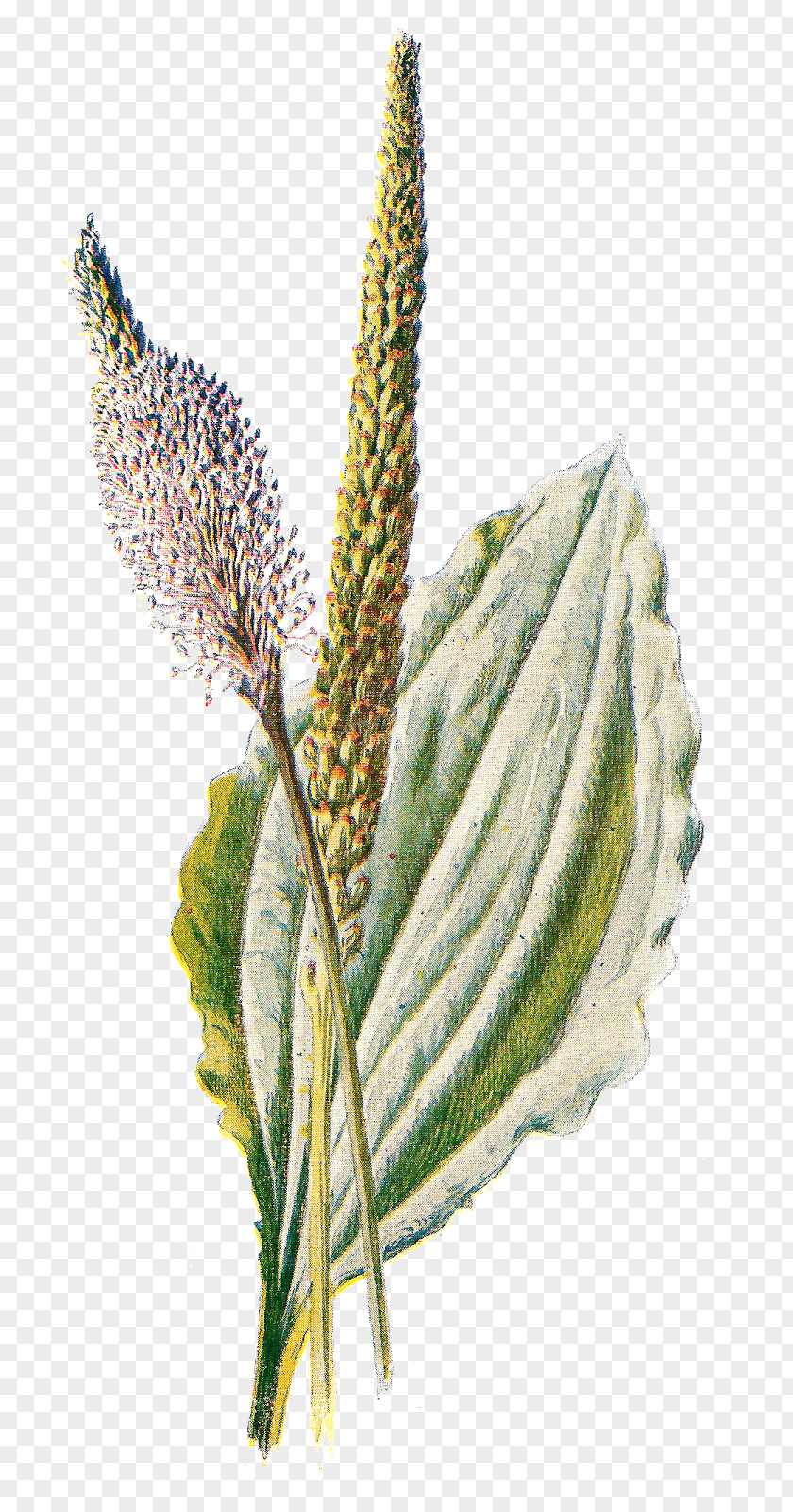 Green Wildflower Cliparts Broadleaf Plantain Clip Art PNG