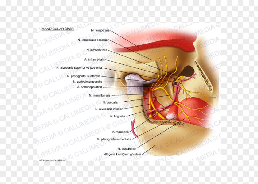Mandibular Nerve Trigeminal Inferior Alveolar Mandible PNG