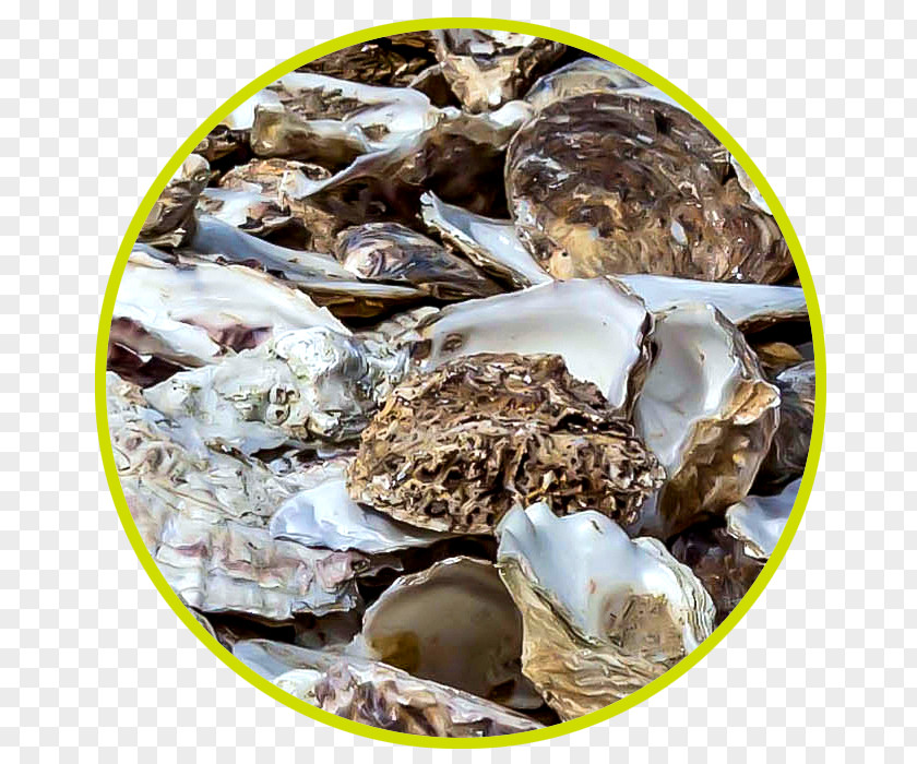 Oyster Millet Mineral Food Budgerigar PNG