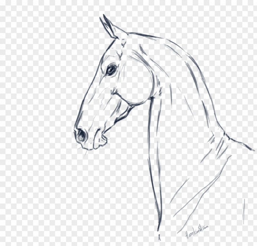 Painting Akhal-Teke Mane Line Art Drawing Sketch PNG