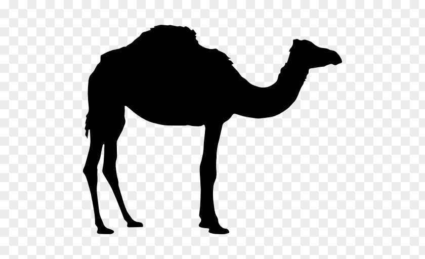 Animal Silhouettes Dromedary Bactrian Camel PNG