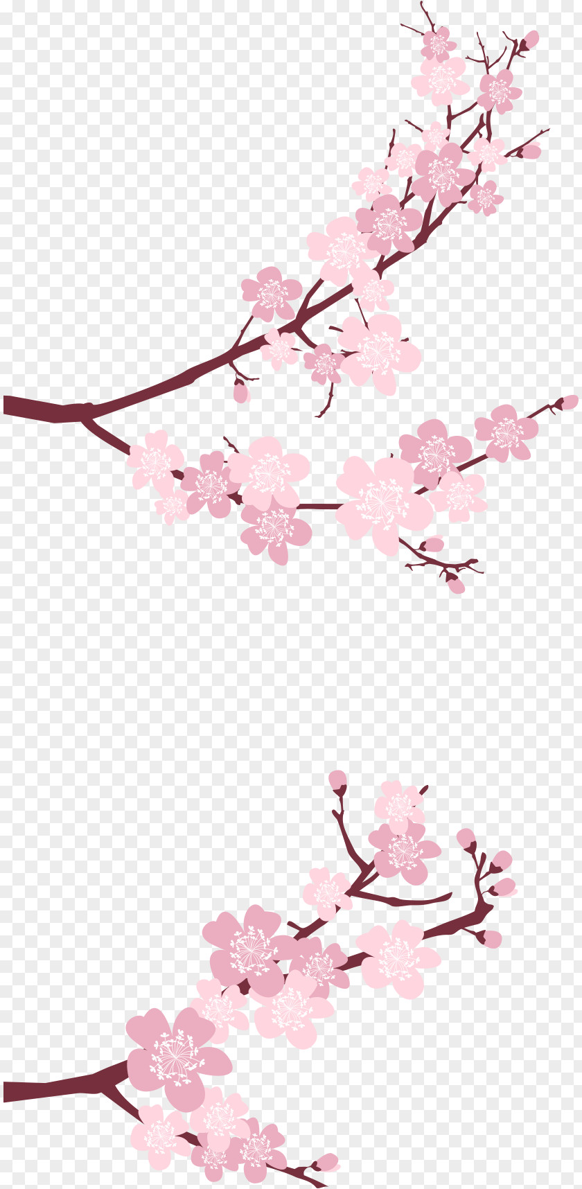 Cherry Blossom Flower Petal PNG