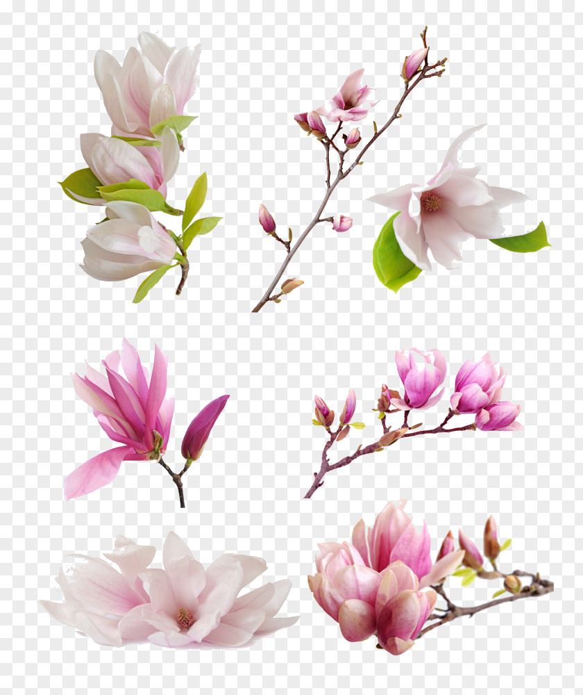 Free Magnolia Flowers Pull Material Denudata Liliiflora Petal Flower PNG