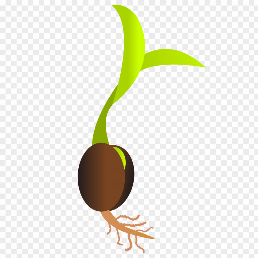 Seed Sprouting Germination Clip Art PNG
