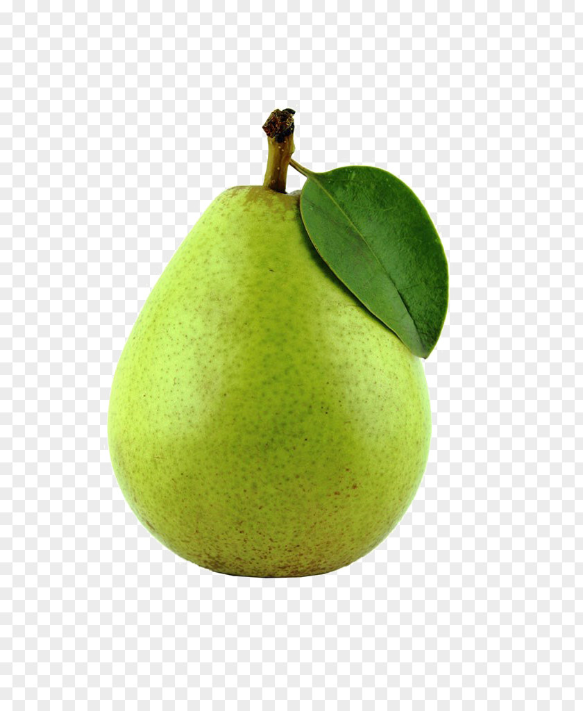 Sydney Stock Image Pyrus Nivalis PNG