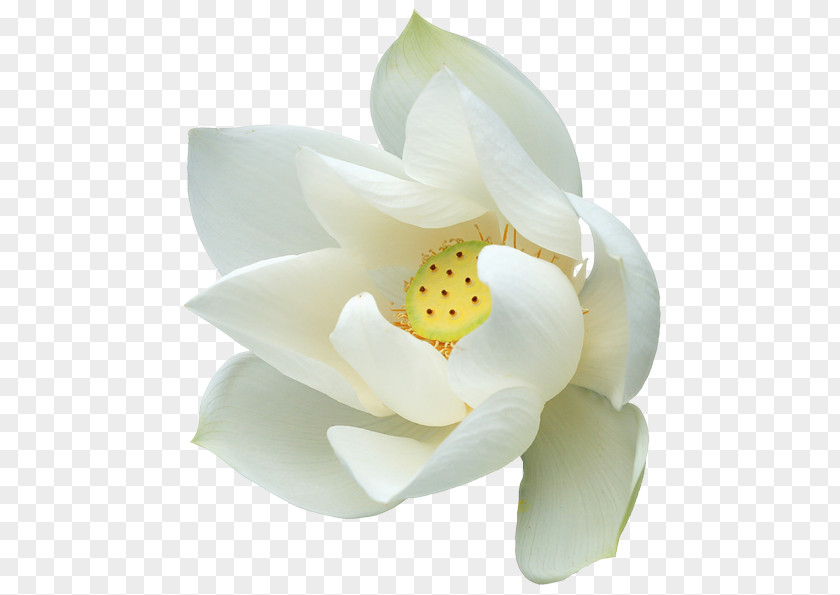 White Flower Nelumbo Nucifera Clip Art PNG