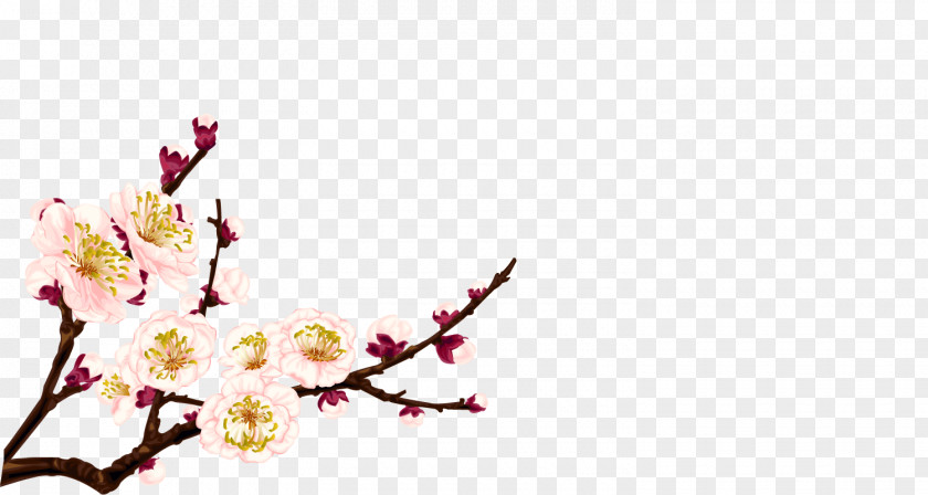 Apricot Plum Blossom Flower PNG