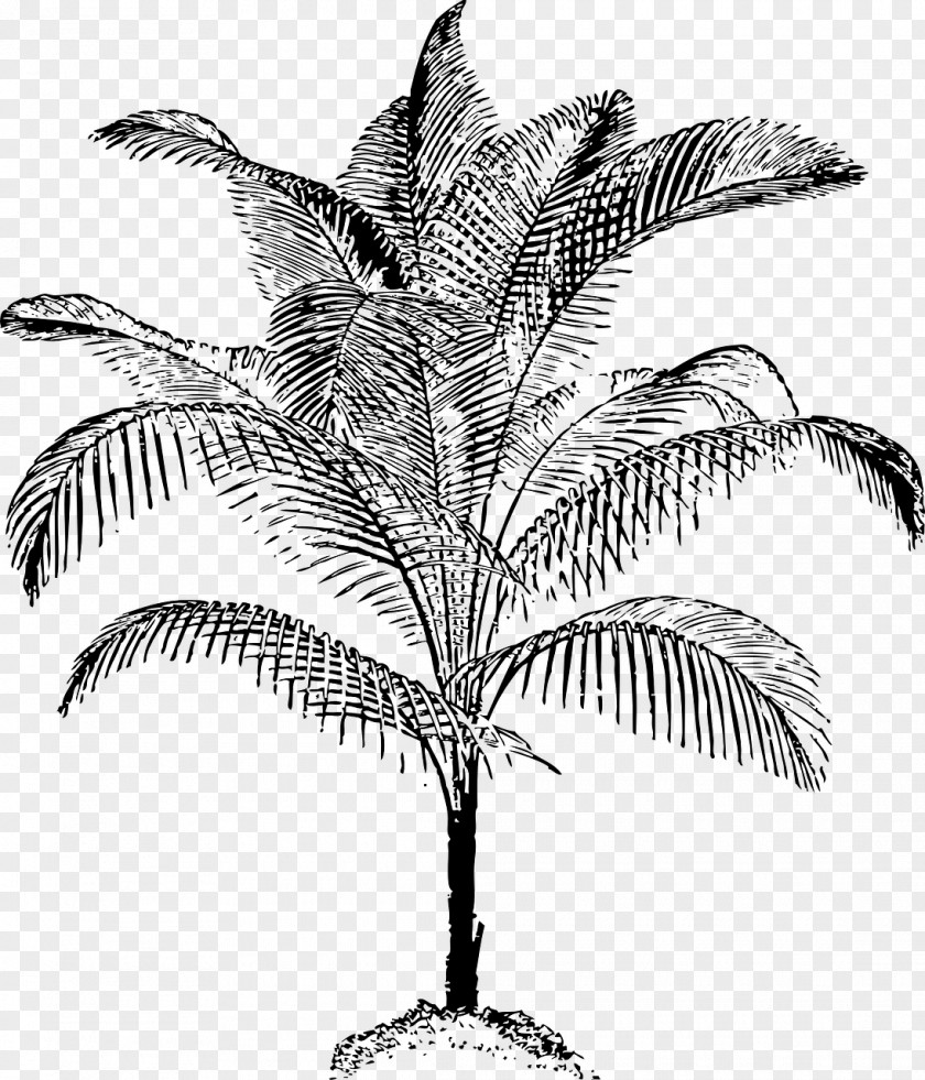 Coconut Arecaceae Clip Art PNG