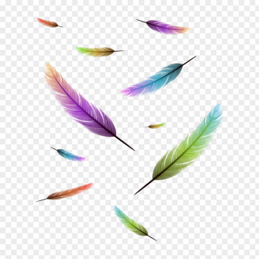Feather Drawing Image Clip Art Bird PNG