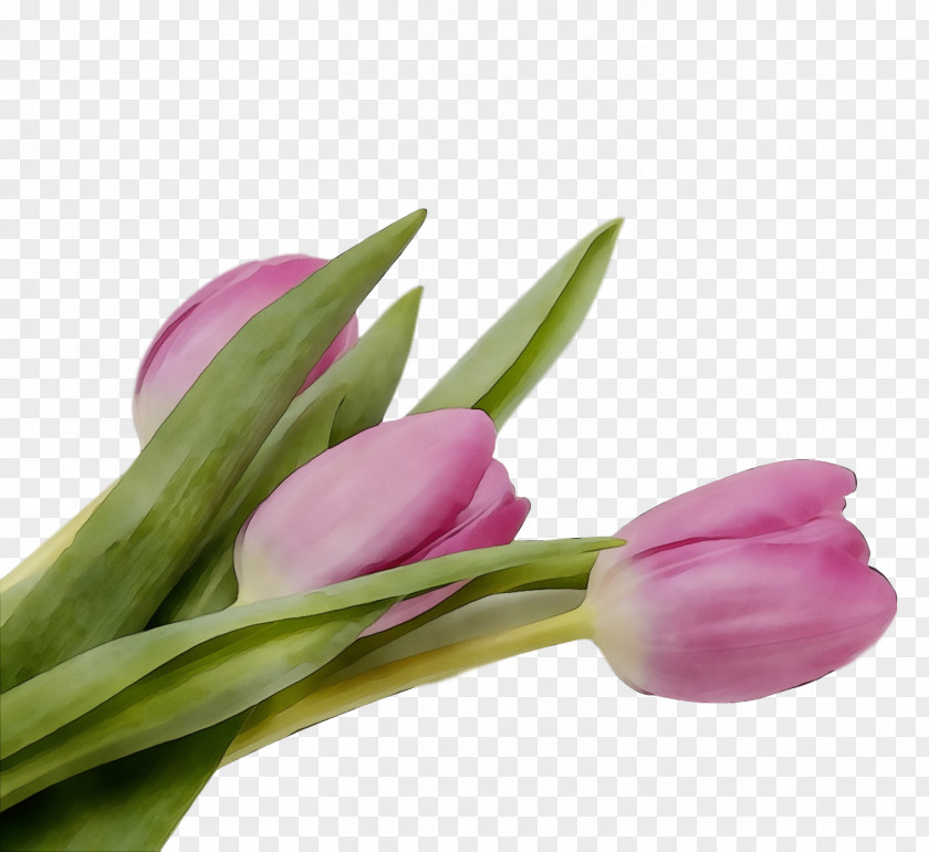 Flower Tulip Plant Pink Cut Flowers PNG