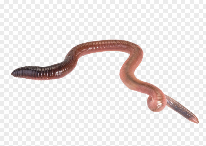 Haunting Giant Gippsland Earthworm Reptile Live Food PNG