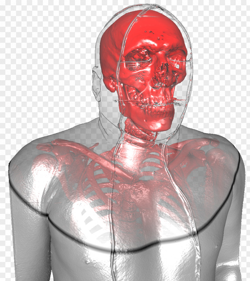 Human Body Neck Jaw Muscle PNG