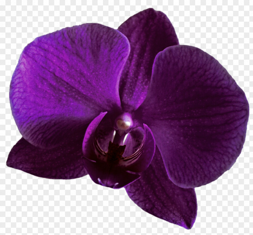 Orchids Violet Purple Clip Art PNG