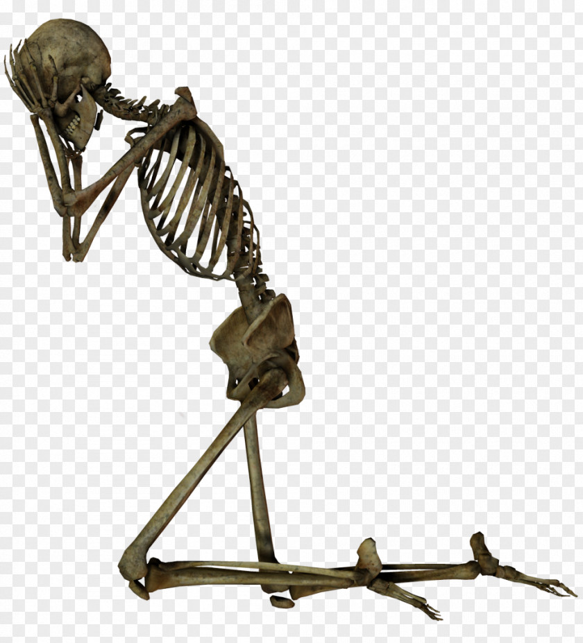 Skelleton Stock Photography PNG