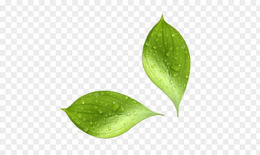 Visible Natural Environment Leaf Moisture Water Biophysical PNG