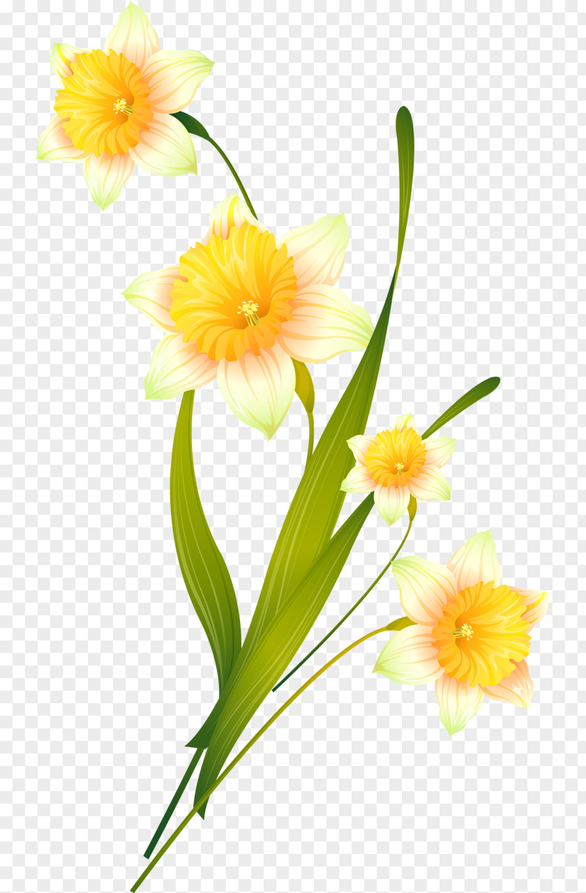 Yellow Flowers Flores Amarelas Daffodil Cut Catcats Floral Design Plants PNG