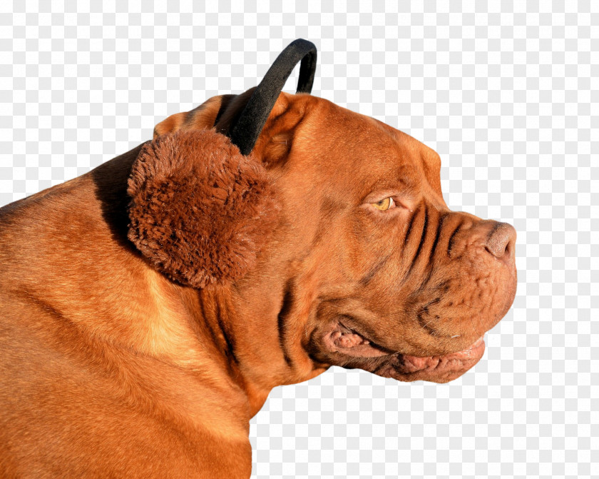 Bulldog Dogue De Bordeaux American Pit Bull Terrier Puppy Animal Invention PNG